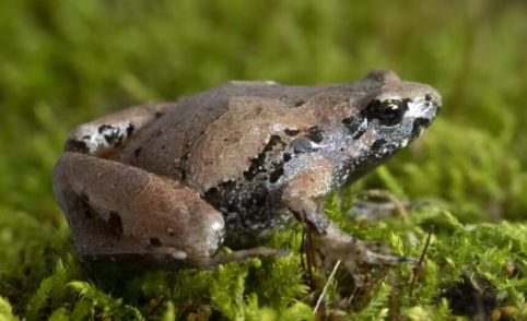 安徽发现蛙类新种(安徽发现蛙类新物种)