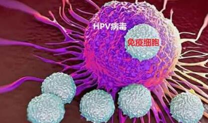 HPV病毒能导致哪些疾病(hpv病毒会导致流产吗)