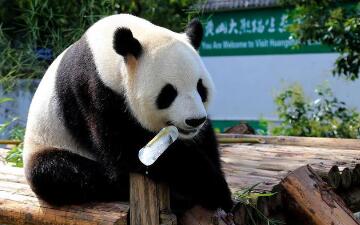 游客饮料不慎掉落被大熊猫捡来喝(过山车停电游客倒挂)