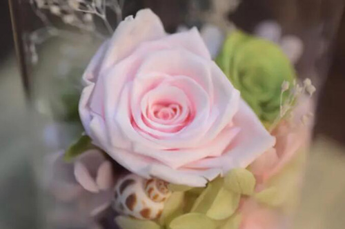 粉色玫瑰花代表什么意思(粉色玫瑰花代表什么意思33朵)