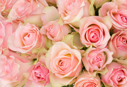 12朵粉红玫瑰花语(19朵粉红玫瑰花语是什么)