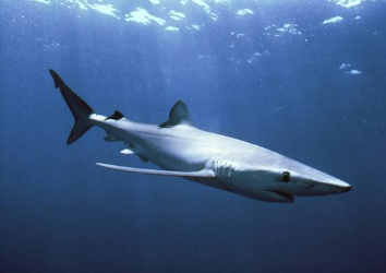 世界上最漂亮的鲨鱼(世界上最漂亮的鲨鱼鲸鲨)