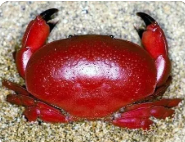 世界上最危险的螃蟹(世界上最危险的螃蟹是什么螃蟹图片)