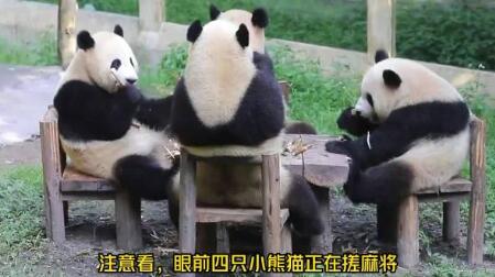 四只大熊猫凑一桌像在打麻将(成都大熊猫繁育研究基地)