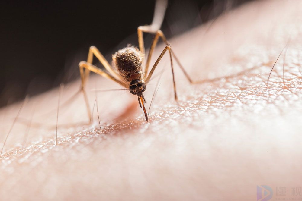 为什么蚊子永远不会被雨砸死(为什么被蚊子咬了会痒)
