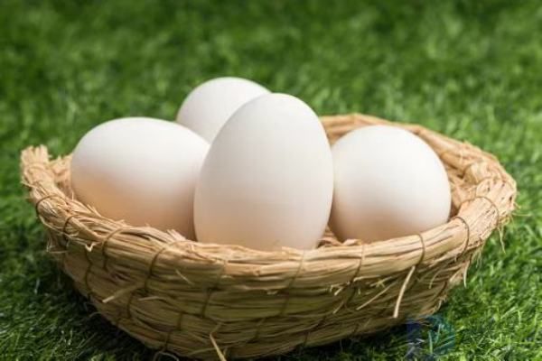 鹅蛋和鸡蛋的区别在哪里(鹅蛋和鸡蛋哪个好区别在哪)