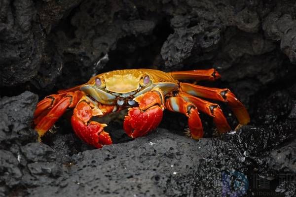 产妇哺乳期能吃螃蟹吗(产妇哺乳期可以吃螃蟹吗)