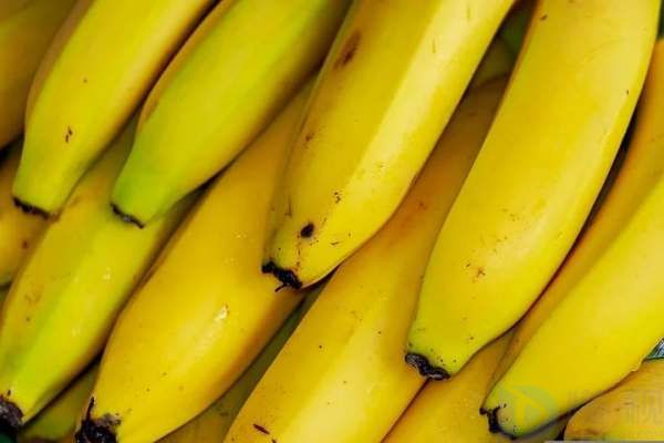 香蕉保存方法技巧(香蕉保存的最佳方法)
