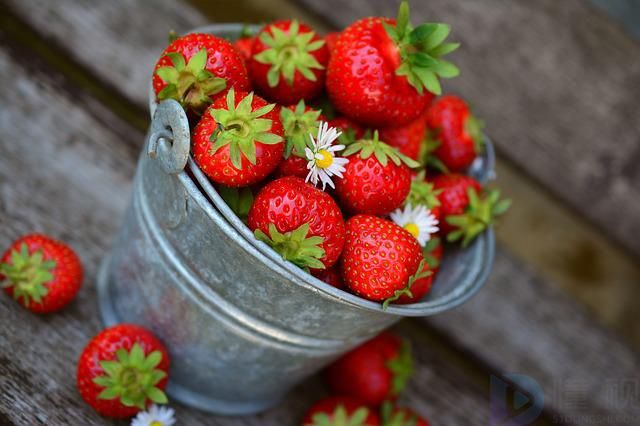 盆栽草莓种哪种草莓
