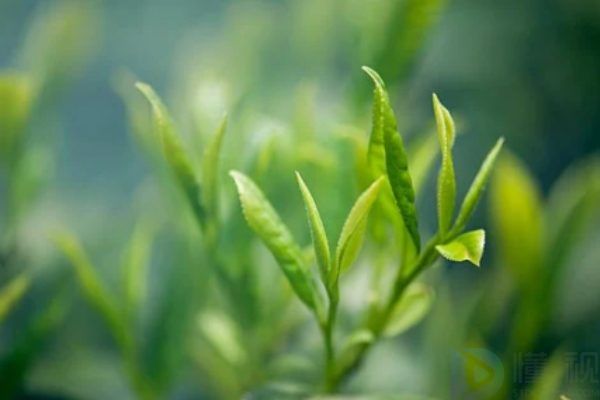 日照绿茶是什么茶叶做的