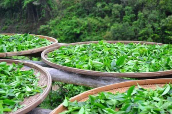 日照绿茶多少钱一斤(日照绿茶多少钱一斤?)