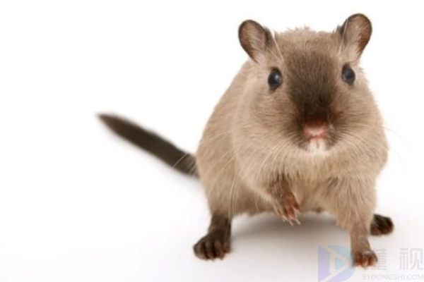 超声波驱鼠器可以杀死老鼠吗(驱鼠器超声波真的有用吗)
